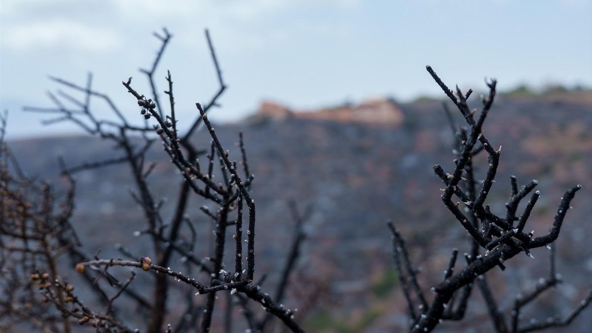 El incendio de Almería se estabiliza tras arrasar 6.600 hectáreas y causar 12 muertos